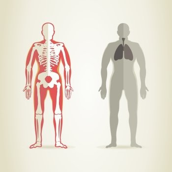 Human anatomy and skeleton A vector illustration