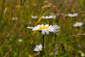 This flower grows in mountain rsquo;s meadows