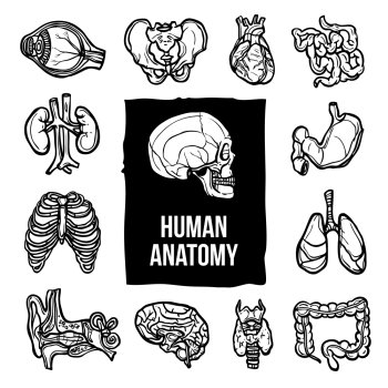 Human anatomy internal body organs sketch decorative icons set isolated vector illustration