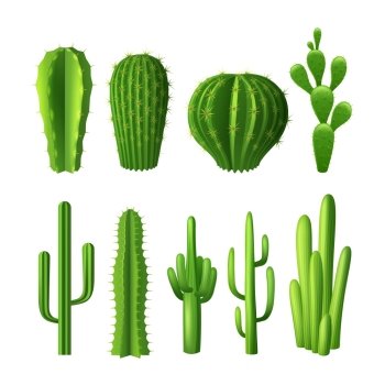 Different types of cactus plants realistic decorative icons set isolated vector illustration Cactus Realistic Set