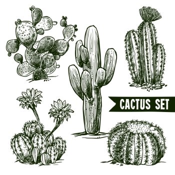 Different shapes desert and domestic cactus sketch set isolated vector illustration Cactus Sketch Set