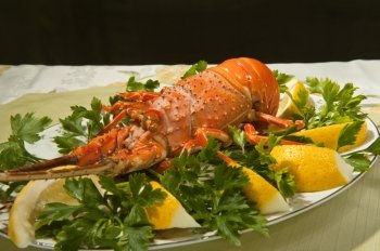 dish with cooked lobster on a colored background