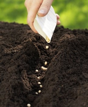 Man sowing sugar peas into the soil