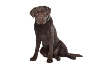 Chocolate Labrador Chocolate Labrador in front of a white background