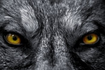 beautiful eyes of a wild wolf dangerous mammal