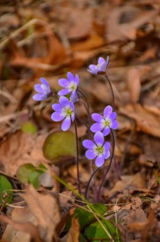 IST_38954_23738