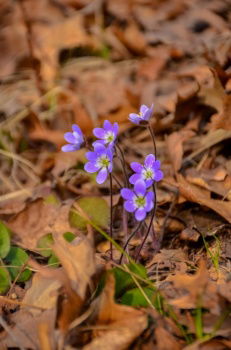 IST_38954_23739