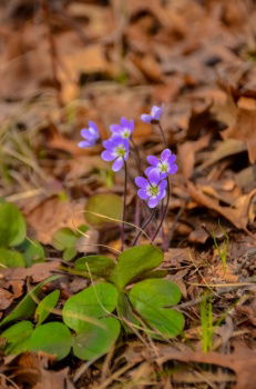 IST_38954_23740