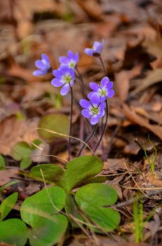 IST_38954_23741