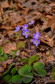 IST_38954_23742
