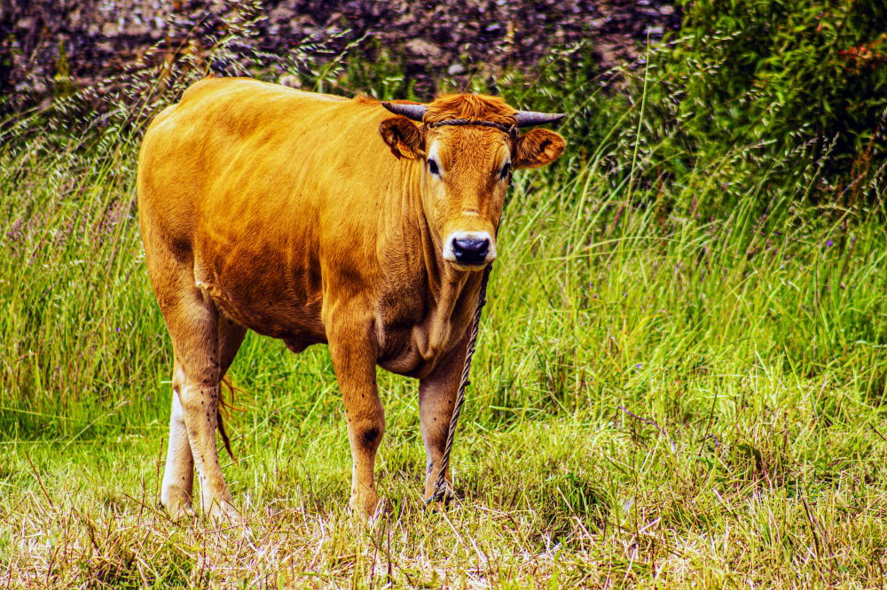 Brown cow stands alert in lush green field Brown cow stands alert in lush green field